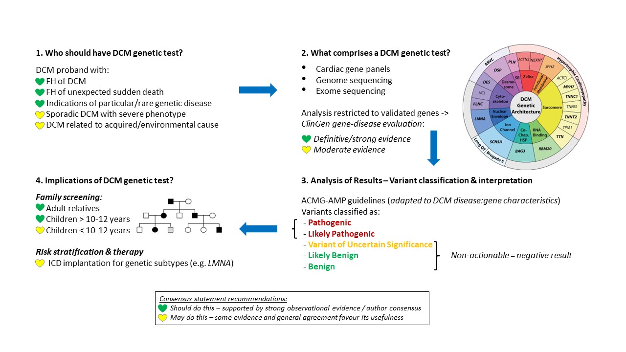 How To… Conduct Genetic Testing For Patients With DCM